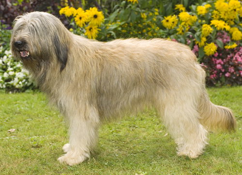 Каталонская овчарка (Catalonian Sheepdog)