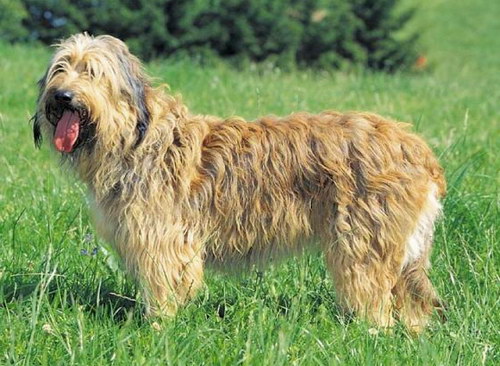 Каталонская овчарка (Catalonian Sheepdog)