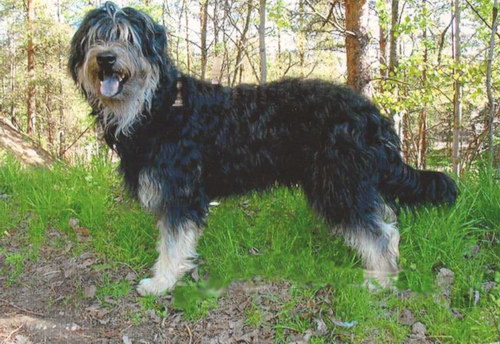 Каталонская овчарка (Catalonian Sheepdog)