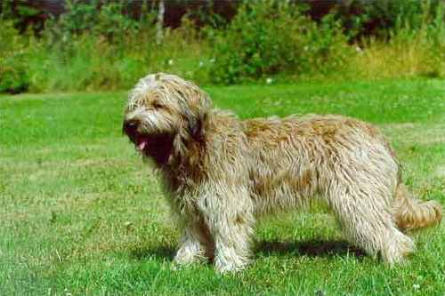 Каталонская овчарка (Catalonian Sheepdog)