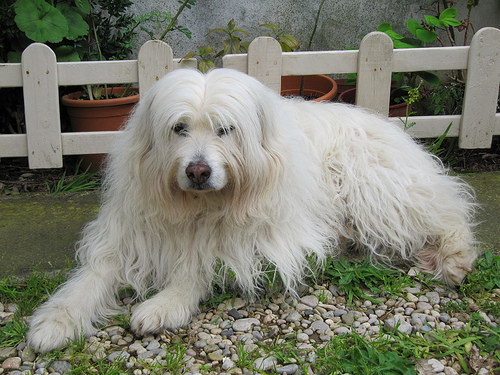 Каталонская овчарка (Catalonian Sheepdog)