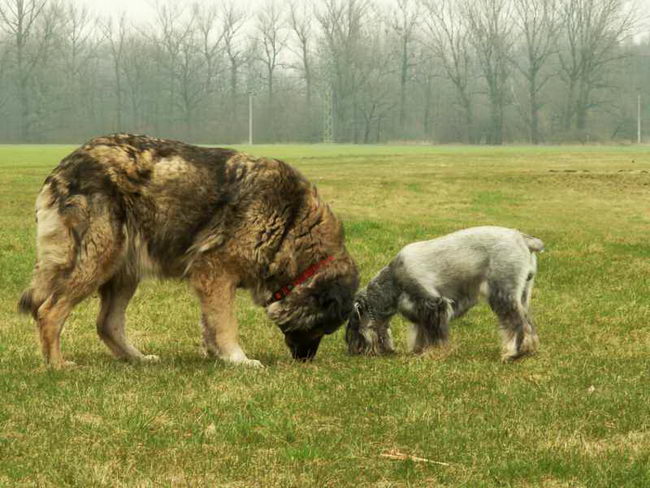 Кавказская овчарка (Caucasian Shepherd Dog)