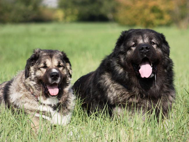 Кавказская овчарка (Caucasian Shepherd Dog)