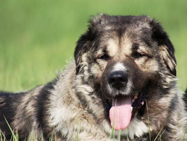 Кавказская овчарка (Caucasian Shepherd Dog)