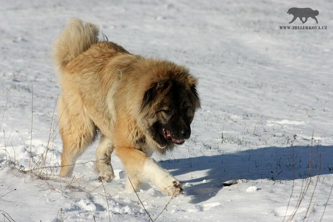 Кавказская овчарка (Caucasian Shepherd Dog)