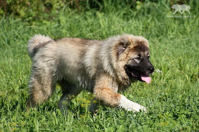 Кавказская овчарка (Caucasian Shepherd Dog)