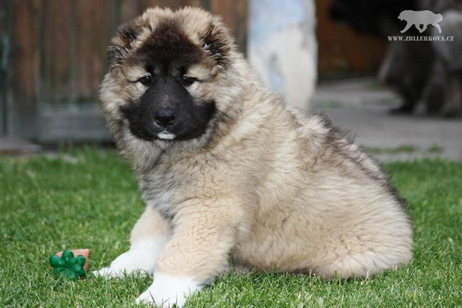 Кавказская овчарка (Caucasian Shepherd Dog)