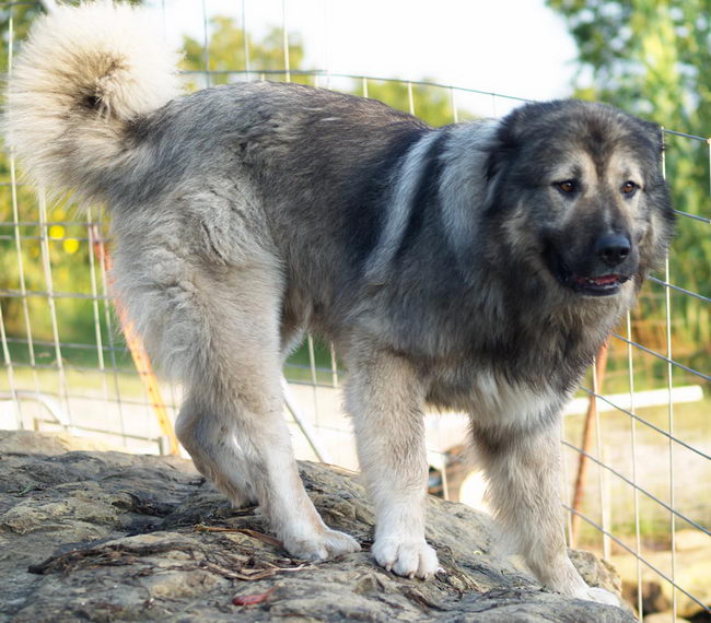 Кавказская овчарка (Caucasian Shepherd Dog)