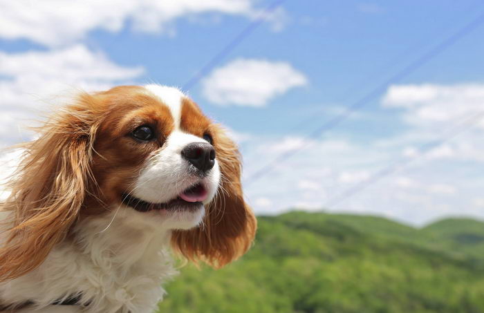 Кавалер Кинг Чарльз Спаниель (Cavalier King Charles Spaniel)