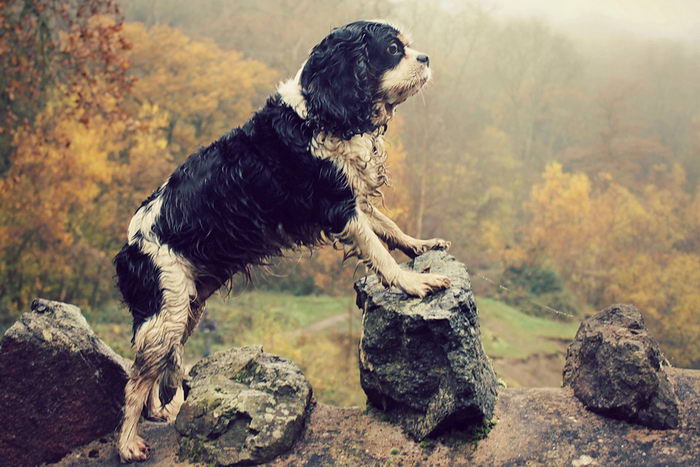 Кавалер Кинг Чарльз Спаниель (Cavalier King Charles Spaniel)