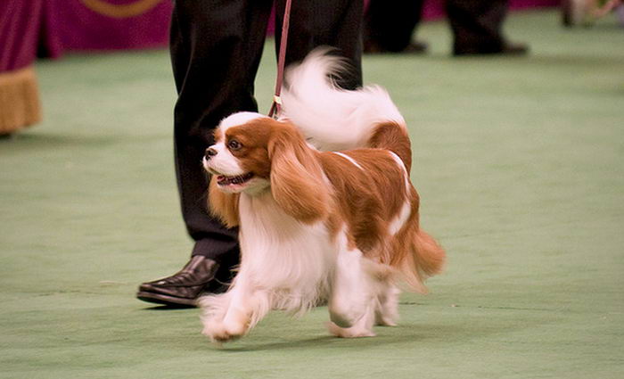 Кавалер Кинг Чарльз Спаниель (Cavalier King Charles Spaniel)