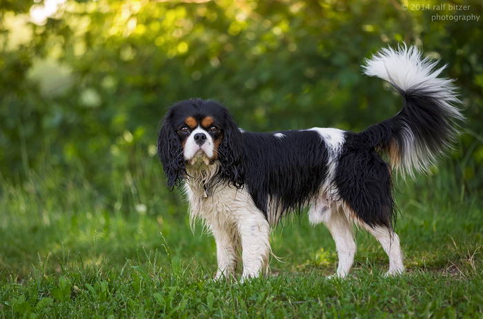 Кавалер Кинг Чарльз Спаниель (Cavalier King Charles Spaniel)