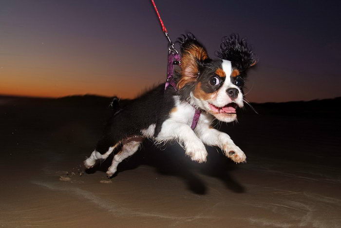 Кавалер Кинг Чарльз Спаниель (Cavalier King Charles Spaniel)