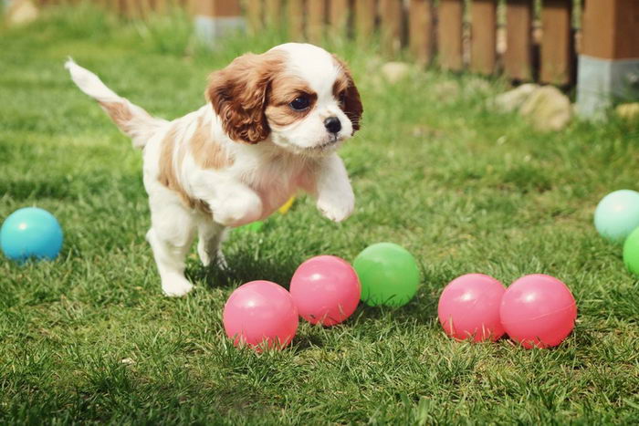 Кавалер Кинг Чарльз Спаниель (Cavalier King Charles Spaniel)