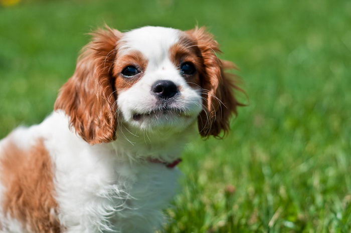 Кавалер Кинг Чарльз Спаниель (Cavalier King Charles Spaniel)