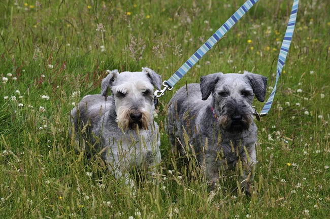 Чешский терьер (Cesky Terrier)