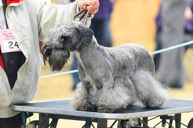 Чешский терьер (Cesky Terrier)