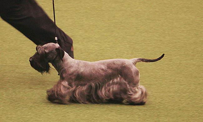 Чешский терьер (Cesky Terrier)