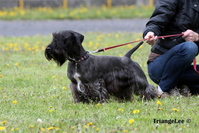 Чешский терьер (Cesky Terrier)