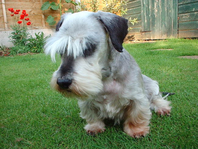 Чешский терьер (Cesky Terrier)