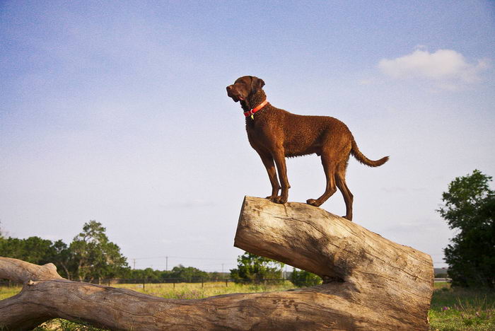 Чесапик бэй ретривер (Chesapeake Bay Retriever)