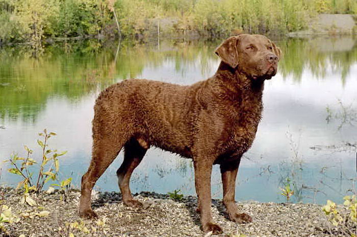 Чесапик бэй ретривер (Chesapeake Bay Retriever)