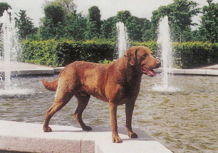 Чесапик бэй ретривер (Chesapeake Bay Retriever)