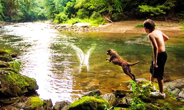 Чесапик бэй ретривер (Chesapeake Bay Retriever)