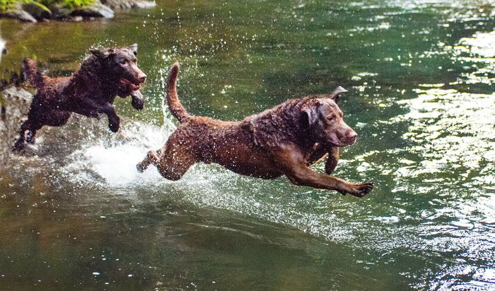 Чесапик бэй ретривер (Chesapeake Bay Retriever)