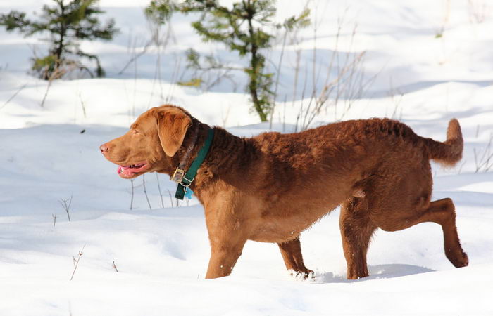 Чесапик бэй ретривер (Chesapeake Bay Retriever)