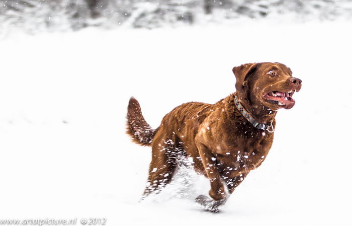 Чесапик бэй ретривер (Chesapeake Bay Retriever)