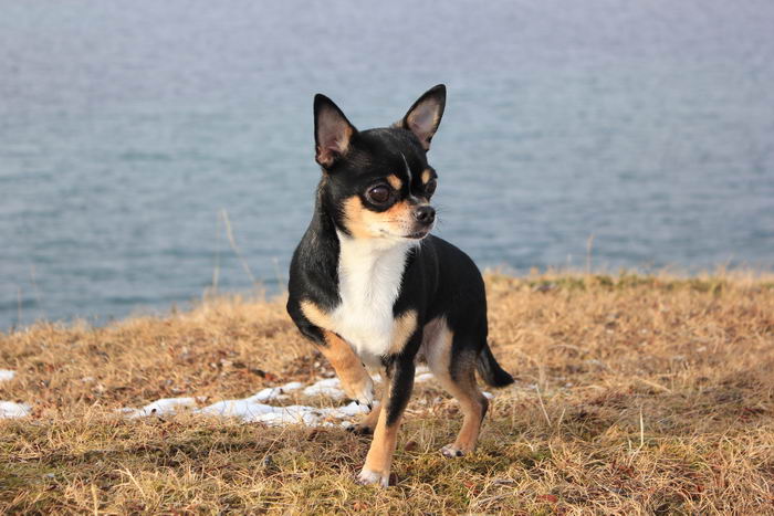 Чихуахуа (Chihuahua)