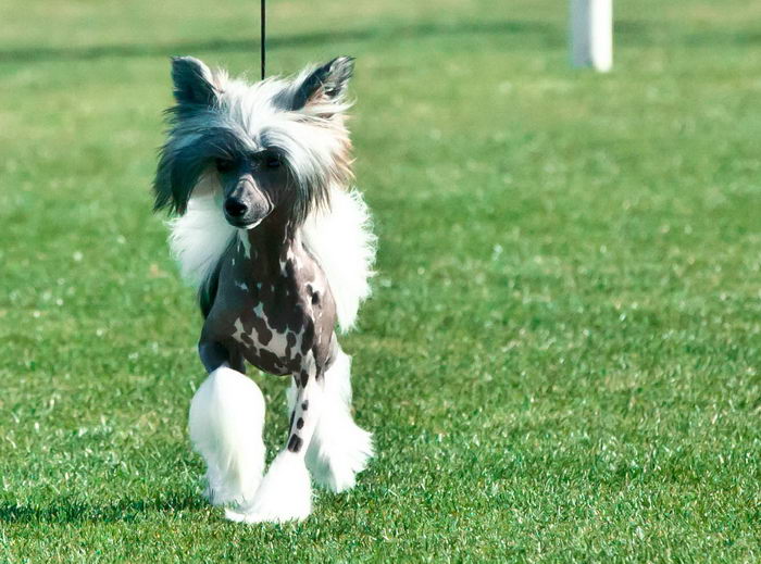 Хохлатая собака (Chinese Crested Dog)