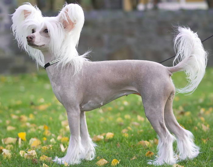 Хохлатая собака (Chinese Crested Dog)