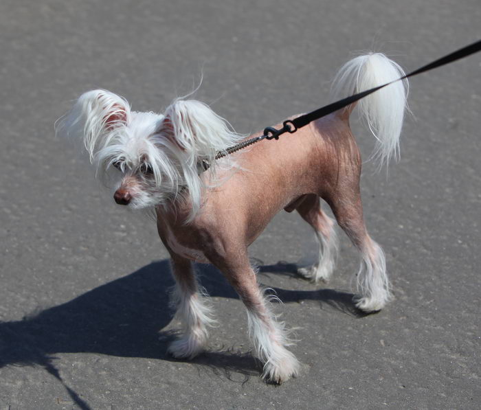 Хохлатая собака (Chinese Crested Dog)