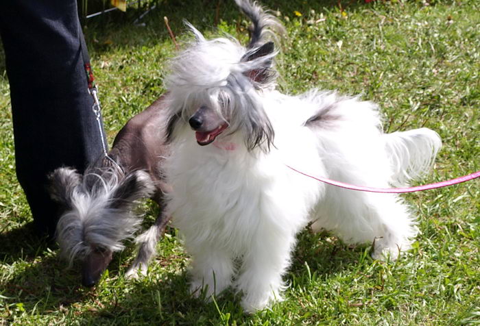 Хохлатая собака (Chinese Crested Dog)