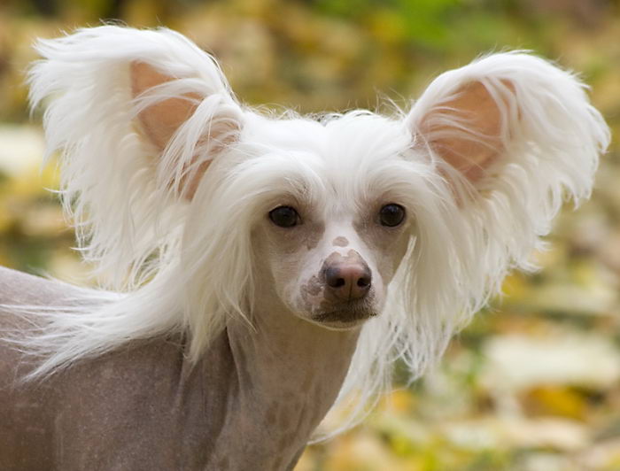 Хохлатая собака (Chinese Crested Dog)