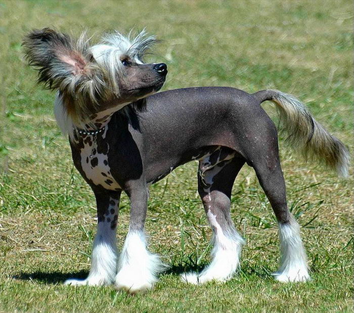 Хохлатая собака (Chinese Crested Dog)