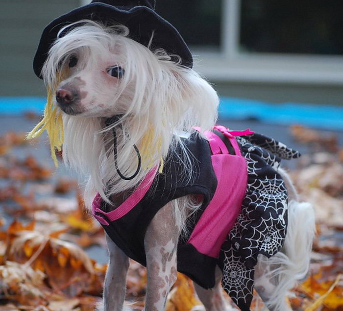 Хохлатая собака (Chinese Crested Dog)