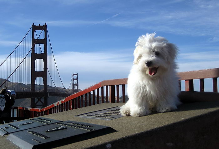 Которн де Тулеар или Тулеарская пуховка (Coton de Tulear)