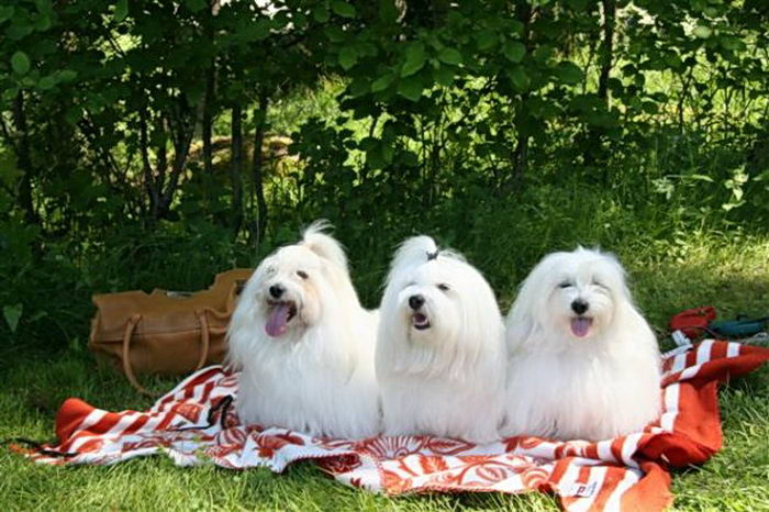 Которн де Тулеар или Тулеарская пуховка (Coton de Tulear)