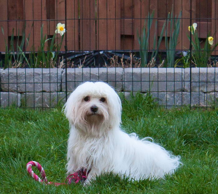 Которн де Тулеар или Тулеарская пуховка (Coton de Tulear)