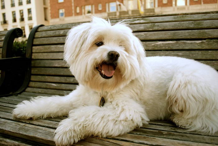 Которн де Тулеар или Тулеарская пуховка (Coton de Tulear)