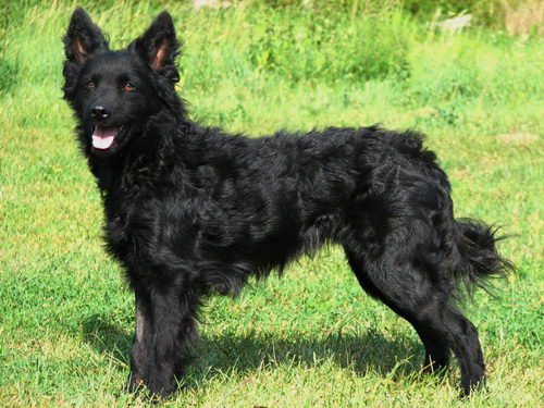 Хорватская овчарка (Croatian Sheepdog)