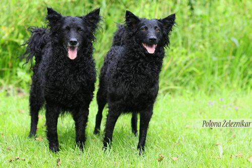 Хорватские овчарки (Croatian Sheepdog)