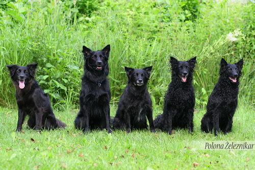 Хорватские овчарки (Croatian Sheepdog)