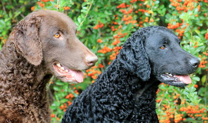 Курчавошёрстный ретривер (Curly Coated Retriever)