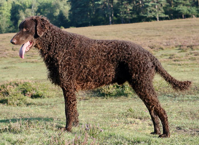 Курчавошёрстный ретривер (Curly Coated Retriever)