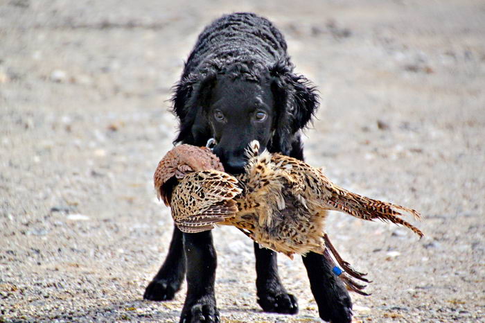 Курчавошёрстный ретривер (Curly Coated Retriever)