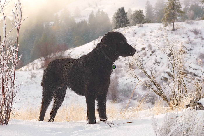 Курчавошёрстный ретривер (Curly Coated Retriever)